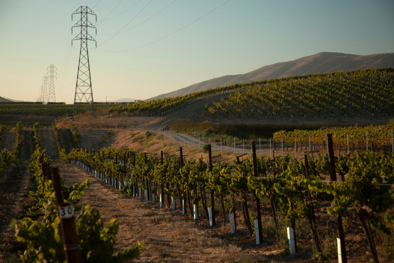 Powerlines stand over a California vineyard, a potential danger to the business and residents.